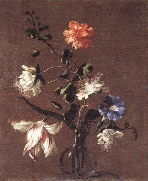 Mario Dei Fiori Theee Caper Flower,a Carnation,a Bindweed,and a Tulip oil painting picture